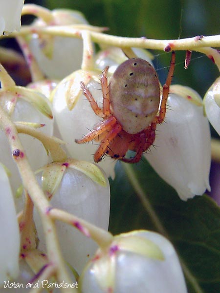 ムツボシオニグモ