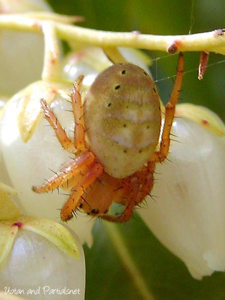 ムツボシオニグモ