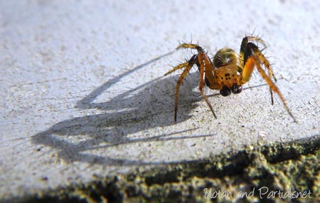 ムツボシオニグモ