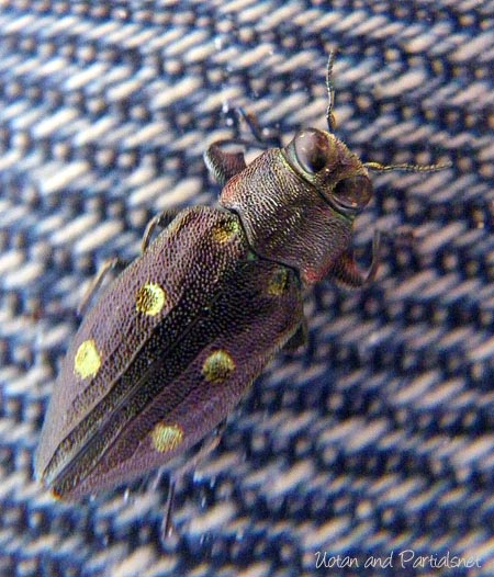 ムツボシタマムシ