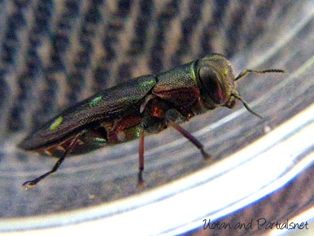 ムツボシタマムシ