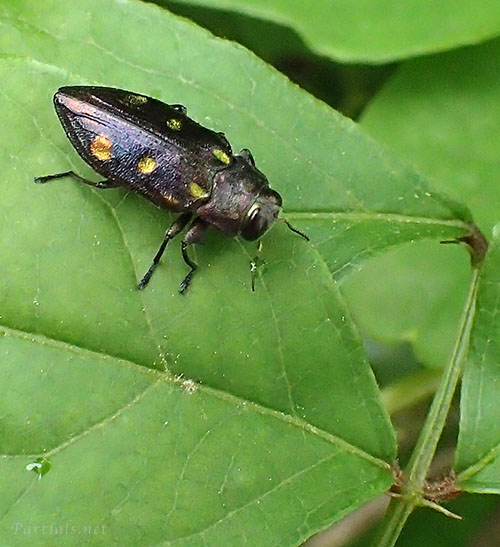 ムツボシタマムシ