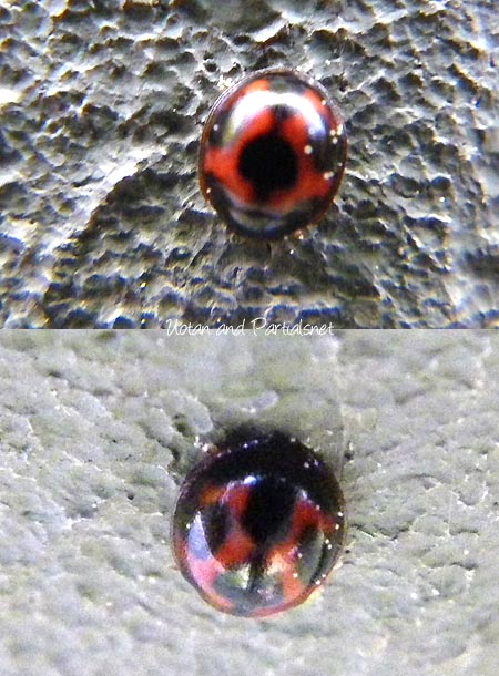 ムツボシテントウ