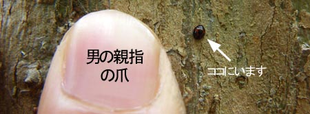 ムツボシテントウ