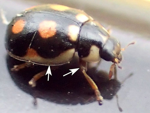 ムツキボシテントウ