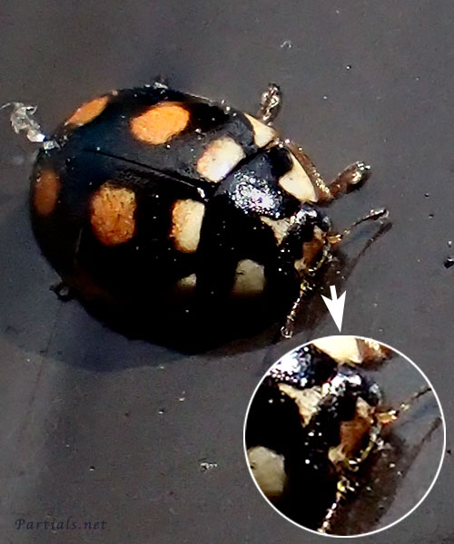 ムツキホシテントウ