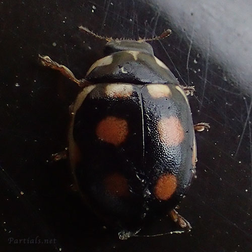 ムツキボシテントウ