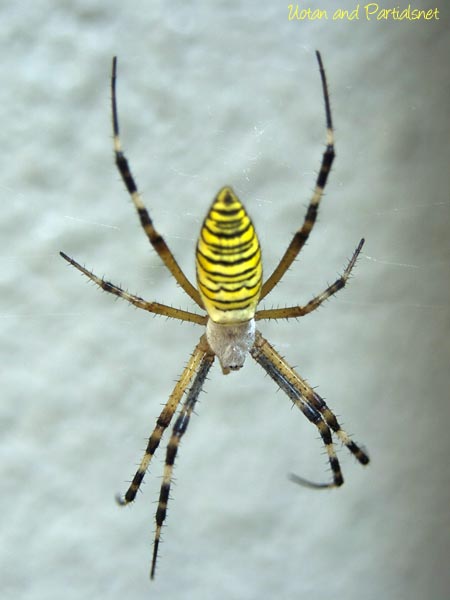 ナガコガネグモ