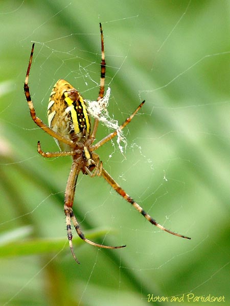 ナガコガネグモ