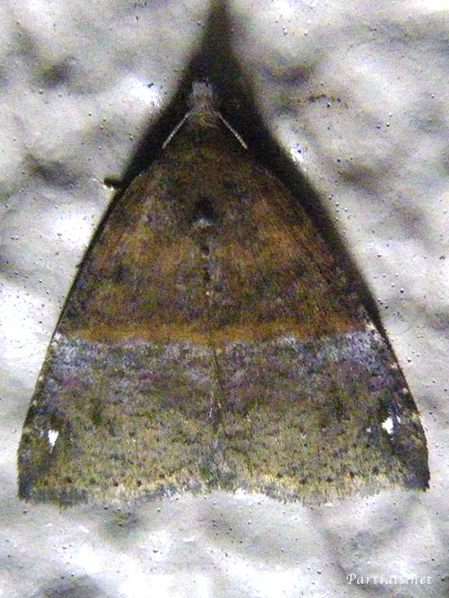 ナカジロアツバ