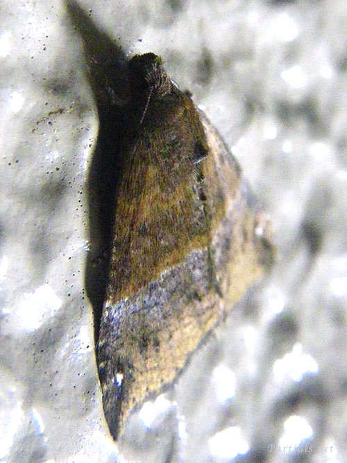 ナカジロアツバ