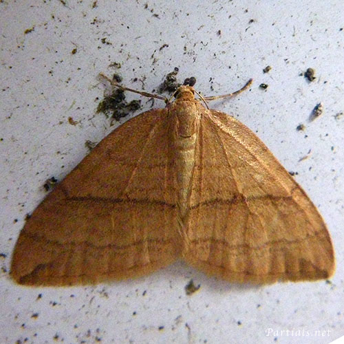 ナカオビアキナミシャク