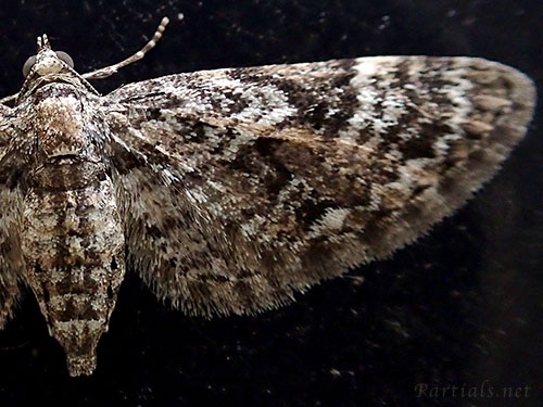 ナカオビカバナミシャク