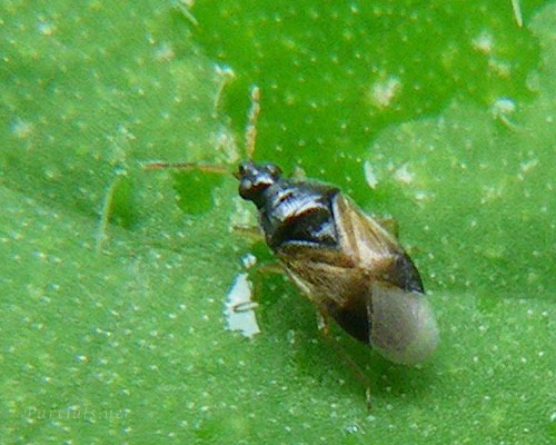 ナミヒメハナカメムシ