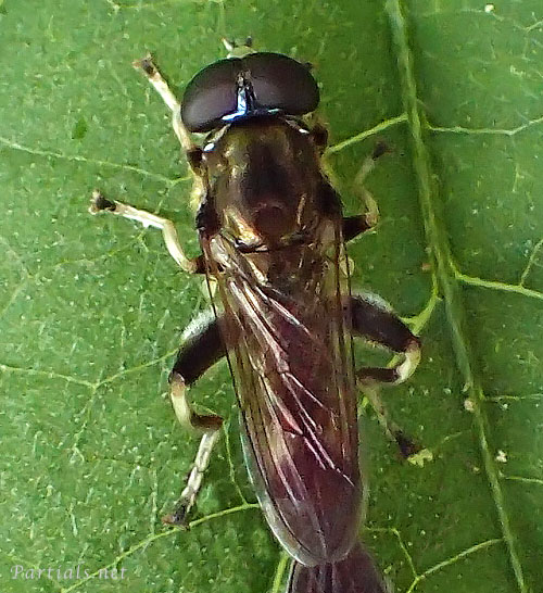 ルリイロハラナガハナアブ
