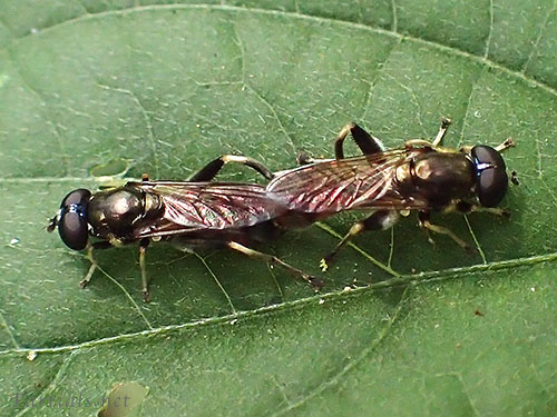 ルリイロハラナガハナアブの交尾