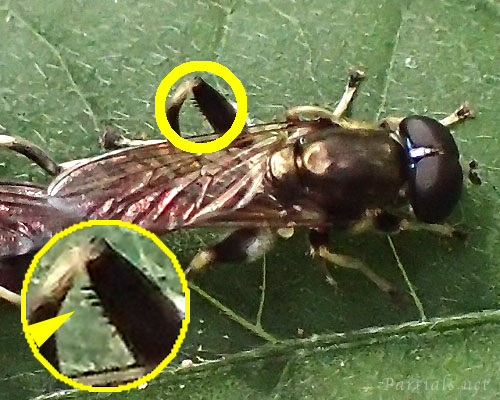 ルリイロハラナガハナアブ