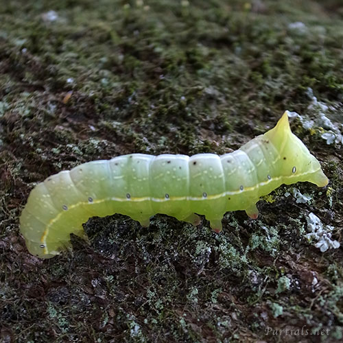 ナンカイカラスヨトウの幼虫
