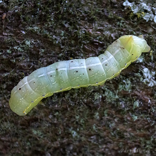 ナンカイカラスヨトウの幼虫