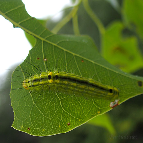 ナンキンキノカワガ幼虫