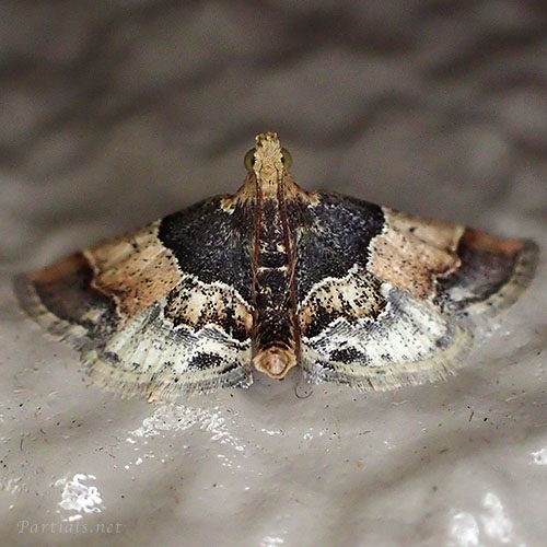 ネグロシマメイガ