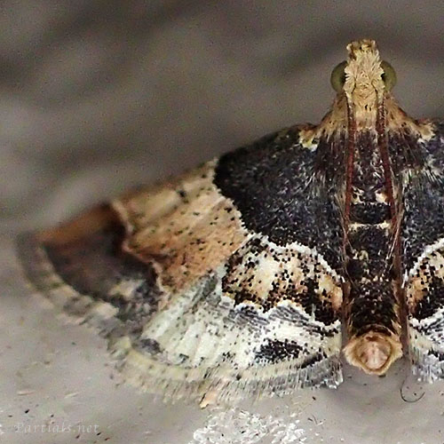 ネグロシマメイガ