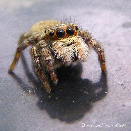 シネコハエトリ雌