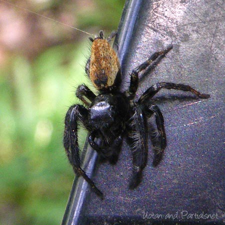 シネコハエトリ雄
