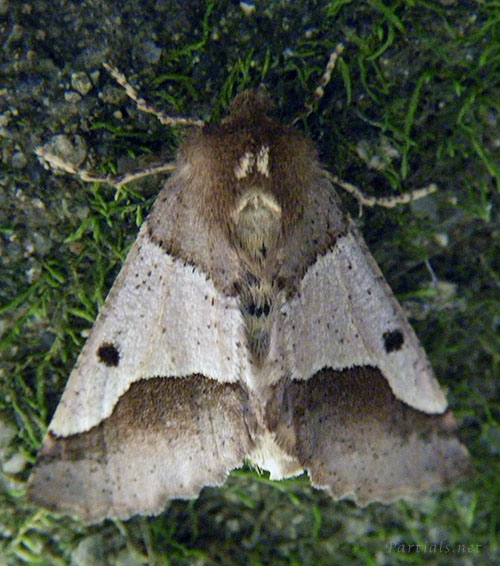 ニトベエダシャク