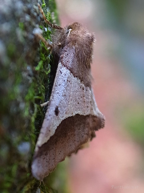ニトベエダシャク