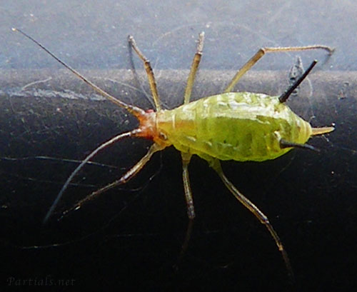 ノイバラヒゲナガアブラムシ