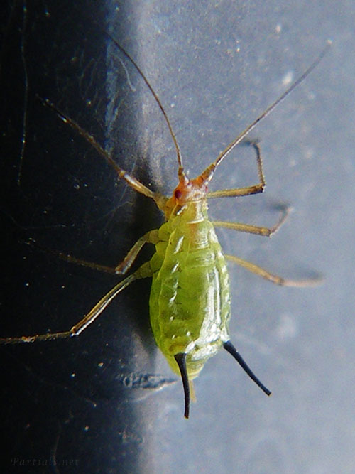 ノイバラヒゲナガアブラムシ