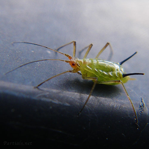 ノイバラヒゲナガアブラムシ