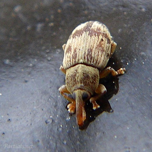 オビデオゾウムシ