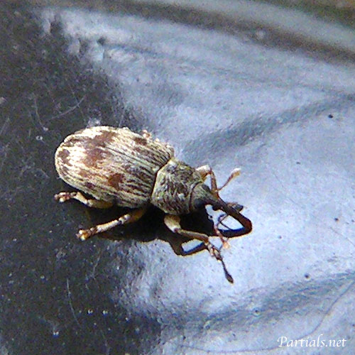 オビデオゾウムシ