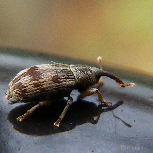 オビデオゾウムシ