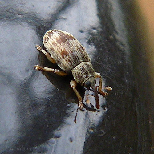 オビデオゾウムシ