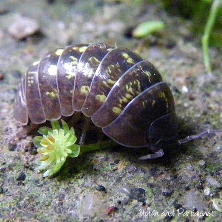 模様のあるオカダンゴムシ