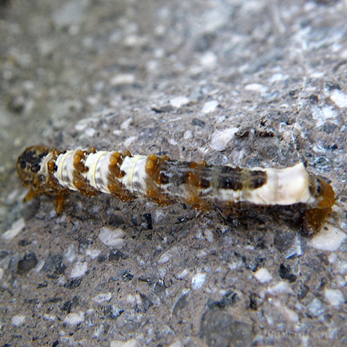 トビモンオオエダシャク幼虫