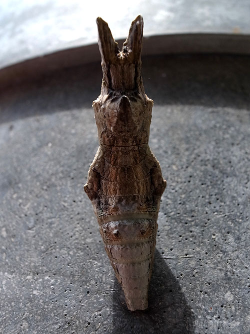 オナガアゲハ蛹