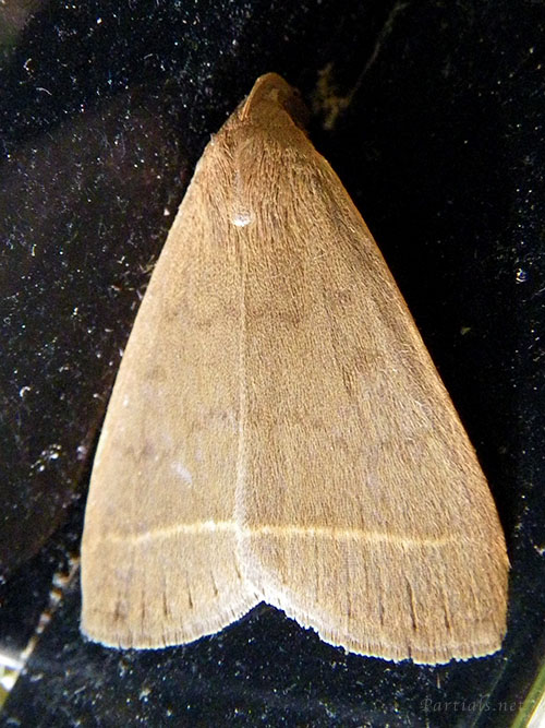 オオアカマエアツバ