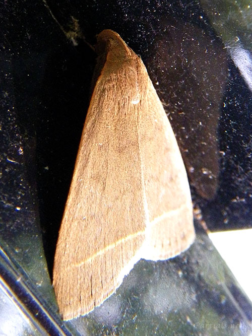 オオアカマエアツバ