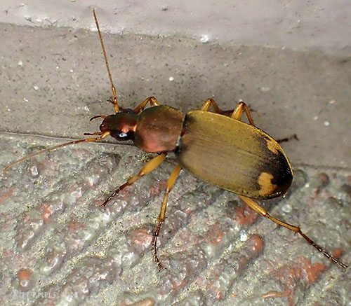 オオアトボシアオゴミムシ