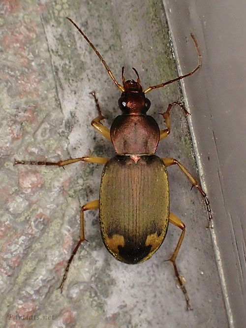 オオアトボシアオゴミムシ