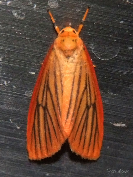 オオベニヘリコケガ