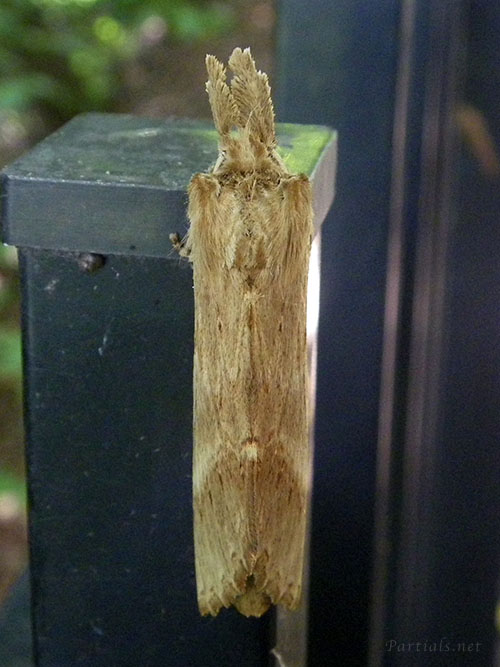 オオエグリシャチホコ