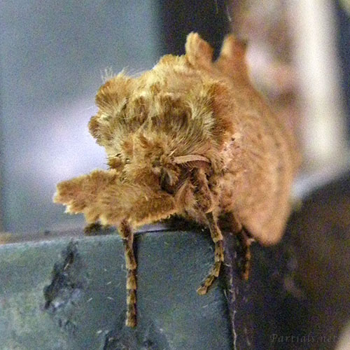 オオエグリシャチホコ