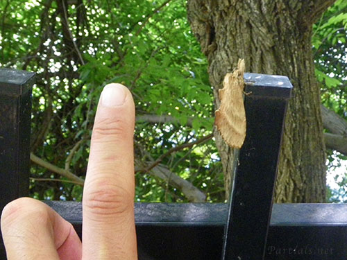 オオエグリシャチホコ