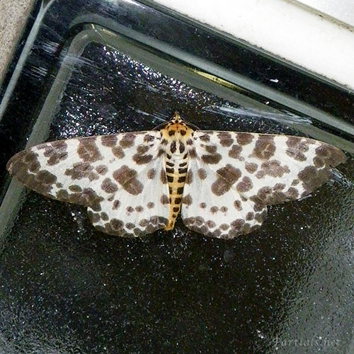 オオゴマダラエダシャク