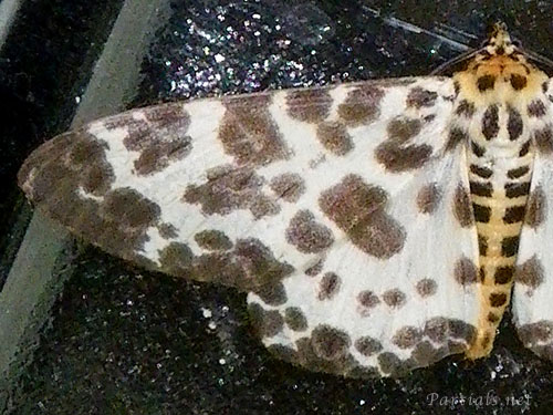 オオゴマダラエダシャク